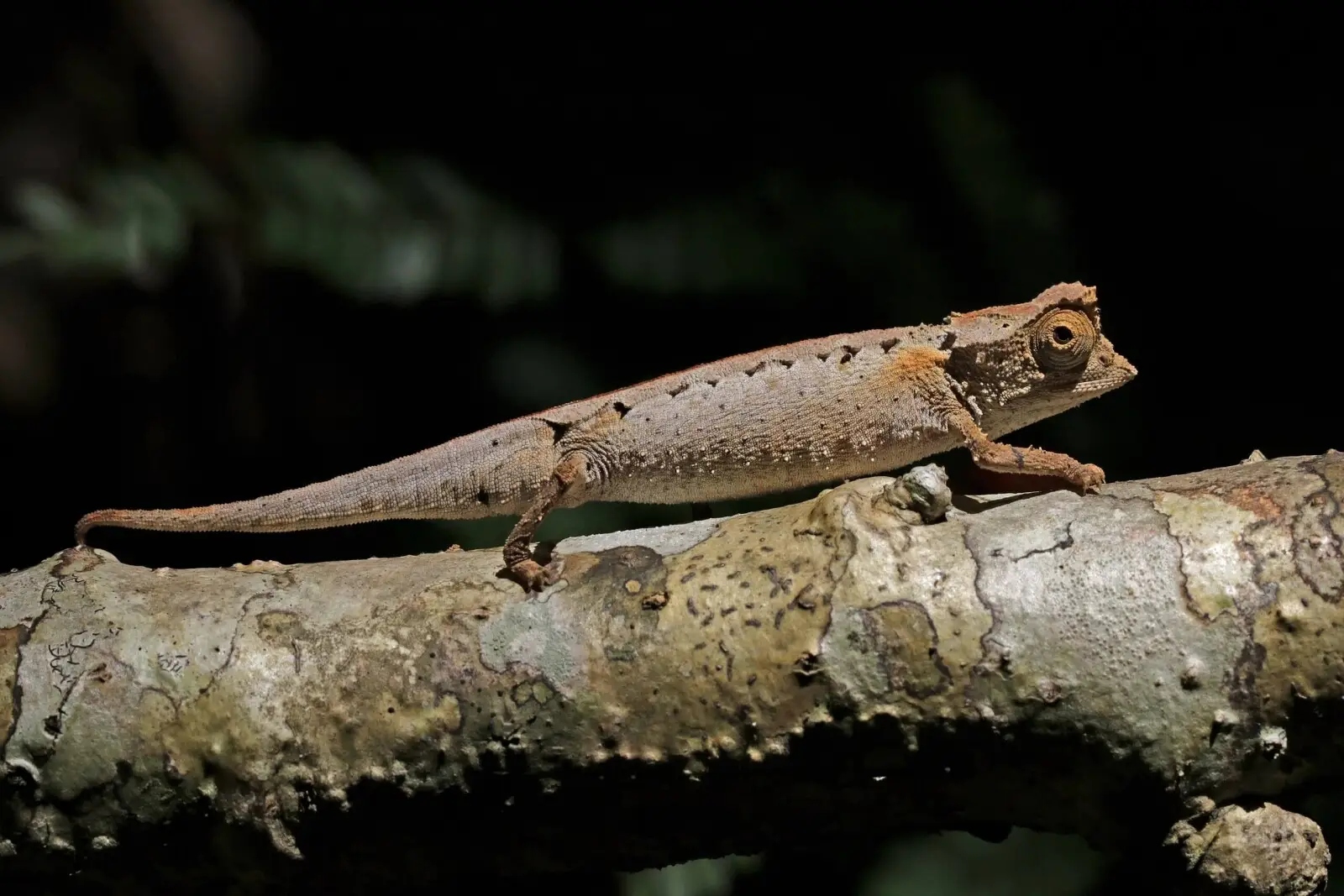 Tắc kè hoa nhỏ nhất thế giới Brookesia nana