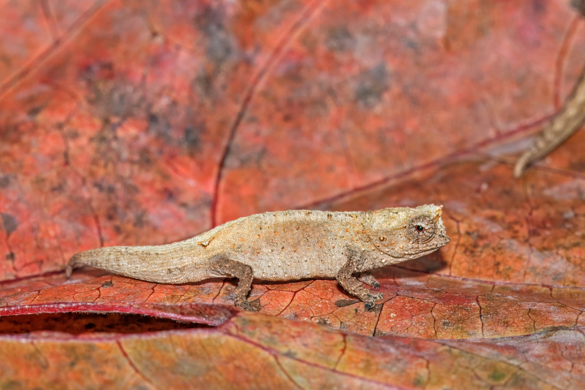 Bán dương vật lớn bất thường của Brookesia nana
