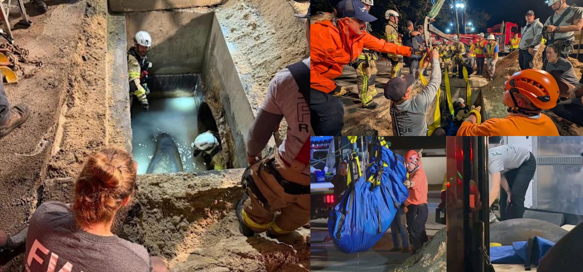 Con lợn biển khổng lồ bị mắc kẹt trong hộp lắng cặn của hệ thống thoát nước Lợn biển mắc kẹt trong cống