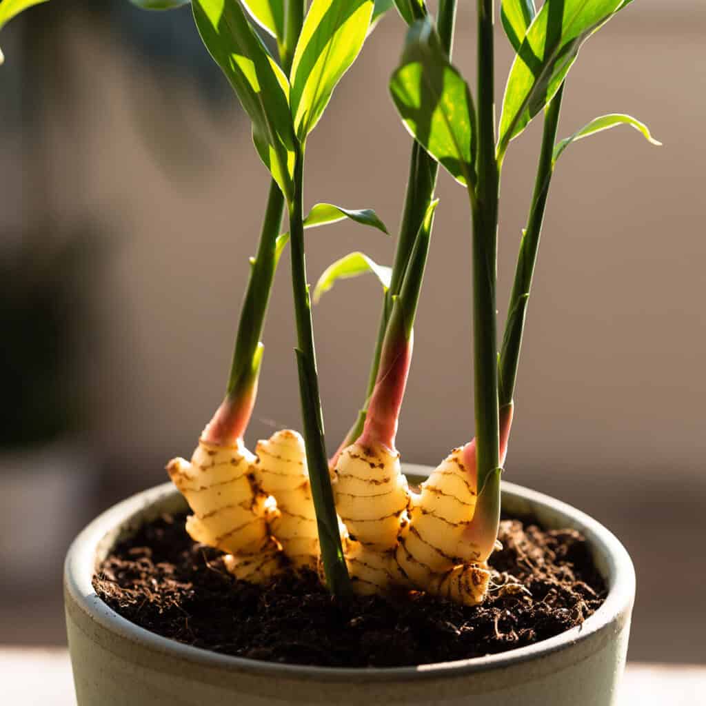 Cây gừng trong chậu Chậu cây gừng xanh tốt