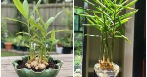deae132a88e6f0b7116a21ec47a3d27f